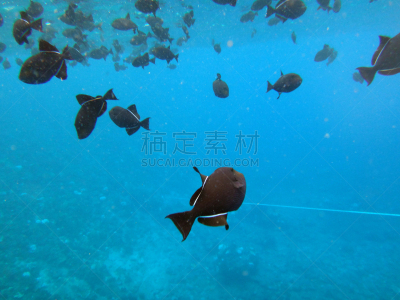 夏威夷,毛伊岛,莫洛基尼,海洋生命,水,水平画幅,无人,水下,捕鲸镇,夏天