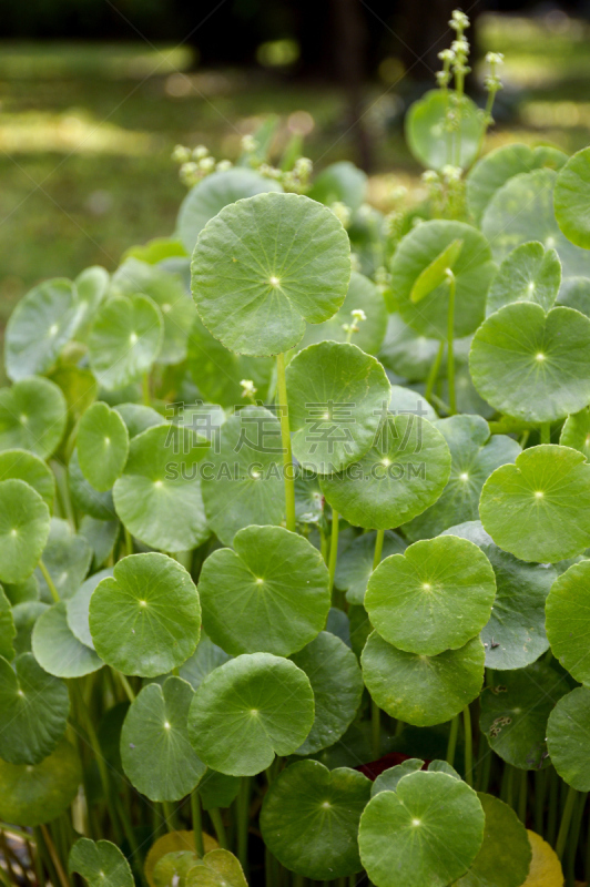 植物,水彩画颜料,积雪草,常绿植物,室内植物,自然,垂直画幅,绿色,无人,特写