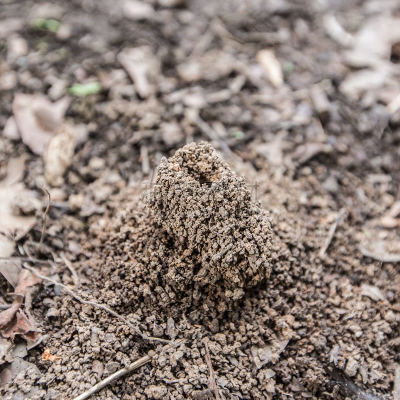 small anthill in the forest at summer cloudly day