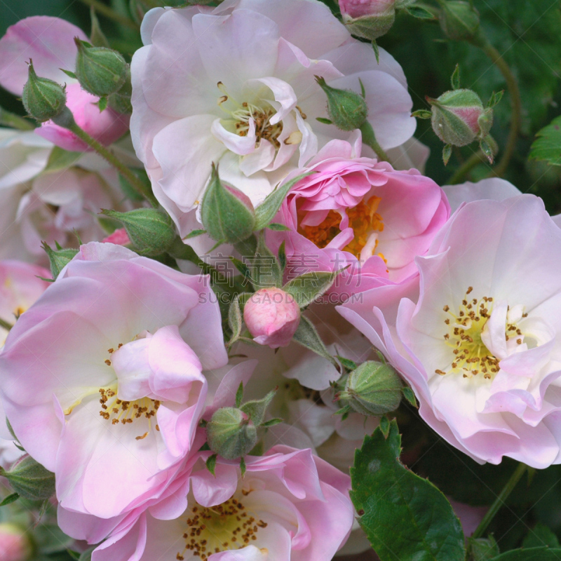 玫瑰,苹果花,路德·伯班克,rambling rose,蔷薇花,古玫瑰,无人,柔和色,户外,方形画幅