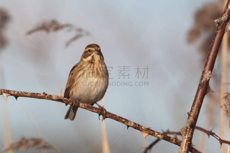 芦鹀,苇地,自然,天气,寒冷,野生动物,水平画幅,芦苇,无人,摄影