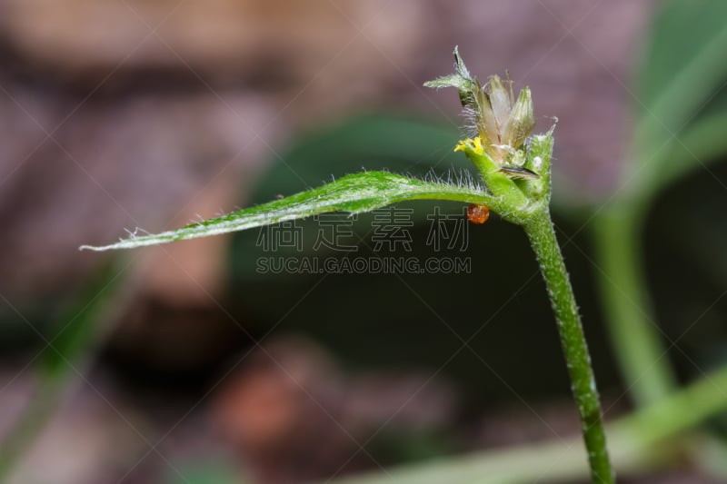 卵,蝴蝶,鹭管鱼,玫瑰,红色,common rose swallowtail butterfly,粉色,图像,鳞翅类,小的