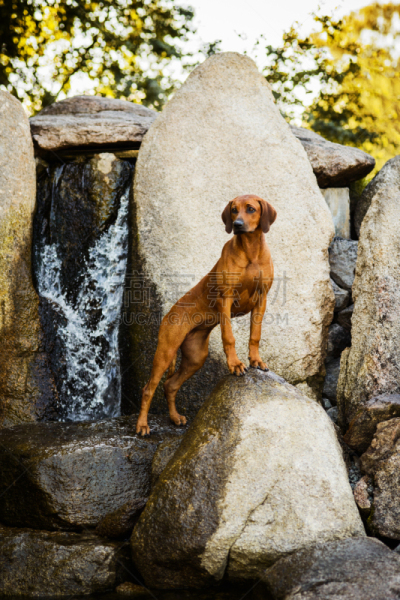 岩石,机敏,自然美,地形,罗德西亚脊背犬,可爱的,专心,纯种犬,雄性动物,狗