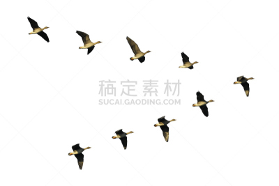 豆雁,鸟编队飞行,雁属,狩猎鸟类,鸟类,v形,天空,领导能力,水平画幅,无人