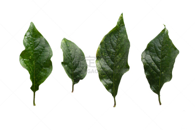 叶子,绿色,白色背景,丁香花,分离着色,木樨科,水平画幅,无人,夏天,特写