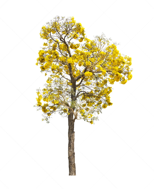 小号,银,自然,垂直画幅,黄金,绿色,仅一朵花,自然美,植物,彩色图片