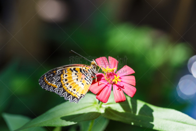 lacewing,美洲豹,蝴蝶,雄性动物,草蜻蛉蝶,动物腹部,茧,水平画幅,动物身体部位,野外动物