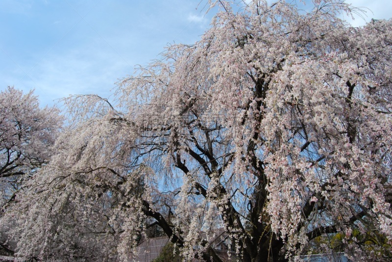 垂枝樱花,粉色,风景,图像,垂枝日本早樱,美,春天,无人,里山,旅游目的地