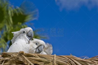美冠鹦鹉,明亮,蓝色,鸡尾酒,天空,爱的,白伞膜凤头鹦鹉,留白,水平画幅,鸟类