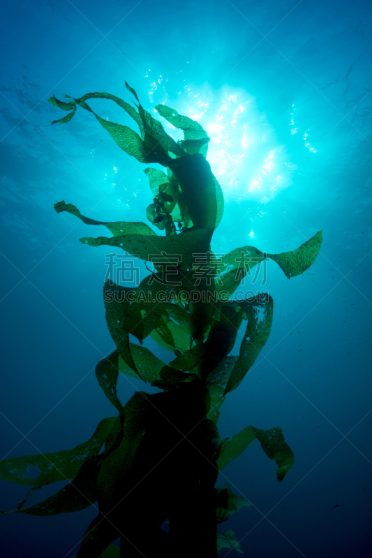 giant海藻灰,海藻灰,海草,藻类,水下,水生动植物,海洋,垂直画幅,水,无人