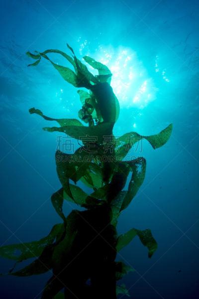 giant海藻灰,海藻灰,海草,藻类,水下,水生动植物,海洋,垂直画幅,水,无人