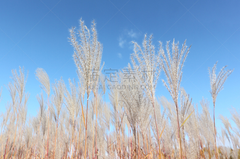 天空,秋天,背景,海洋,羽毛草,美,留白,风,草原,水平画幅