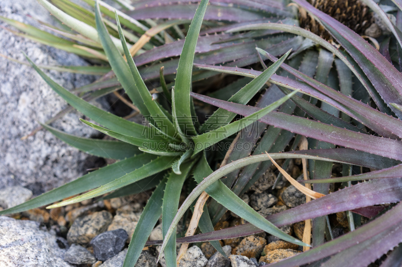 紫罗兰,肉质植物,美,水平画幅,无人,荆棘,夏天,户外,室内植物,转基因