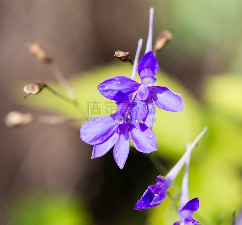 蓝盆花,自然,哈萨克斯坦,图像,美容院,叶子,无人,植物,背景,水平画幅