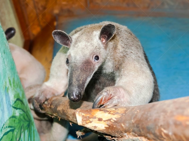 lesser anteater,南,南美,哺乳纲,水平画幅,无人,食蚁兽,贫齿总目,摄影