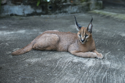 山猫,野生猫科动物,非洲,狞獾,波斯猫,可爱的,背景分离,野生动物,动物耳朵,哺乳纲