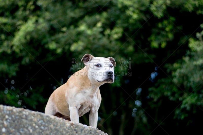 海滩,狗,水平画幅,沙子,无人,斯塔福德郡斗牛犬,户外,牛头梗,草,海洋