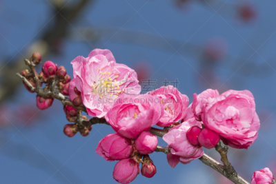 梅花,特写,重瓣花,李树,水平画幅,无人,春天,东京,粉色,关东地区
