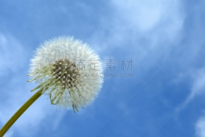 天空,蒲公英,蓝色,大量物体,请回避记号,春季系列,留白,时段,水平画幅,户外