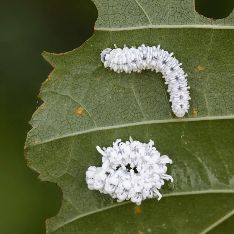 锯蝇毛虫 锯蝇毛虫图片 锯蝇毛虫素材下载 稿定素材