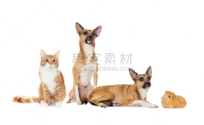 动物,舞台,褐色,水平画幅,疲劳的,哺乳纲,看,猫,人的脸部,成年的