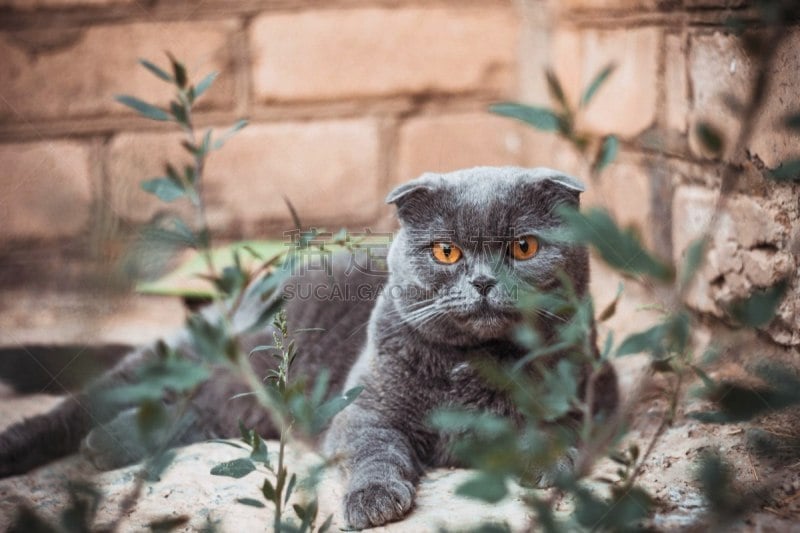 苏格兰折耳猫,肖像,哺乳纲,草,动物,人的眼睛,纯种猫,爪,人的耳朵,户外