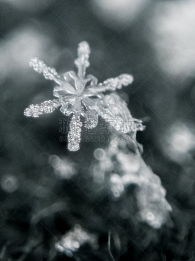 特写,雪花,转移打印,冰晶,魁北克,垂直画幅,选择对焦,水,形状,雪