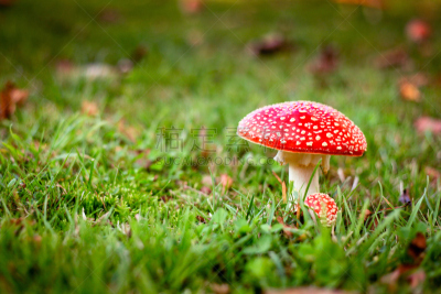 毒蝇菇,毒蘑菇,红色,自然,水平画幅,绿色,秋天,无人,有毒生物体,斑点