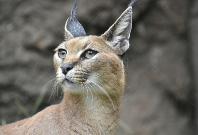狞獾,野生猫科动物,非洲,jungle cat,美洲山猫,山猫,野猫,莫桑比克,中部非洲,水平画幅