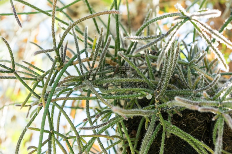 rhipsalis cactus,意大利细面条,仙人掌,叶子,树干,接力赛,美,水平画幅,无人,榭寄生