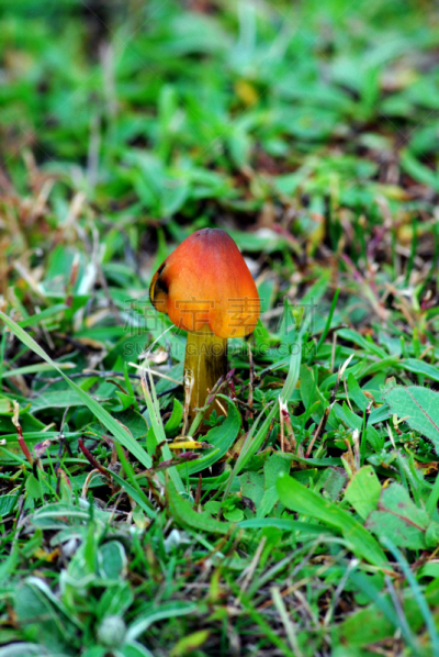 蘑菇,伞形毒菌,porcini mushroom,自然,垂直画幅,饮食,石南花,秋天,无人,户外