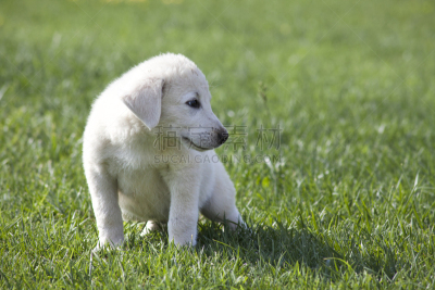 阿卡巴士犬,牧羊犬,幼小动物,选择对焦,水平画幅,安纳托利亚,无人,动物身体部位,夏天,户外