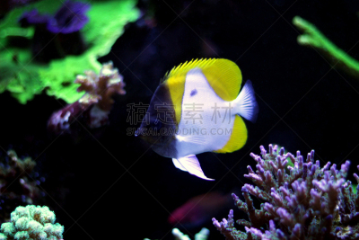 黄色,锥形蝴蝶鱼,水,水平画幅,水下,图像,明亮,金字塔,礁石,水族馆