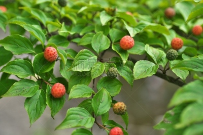 水果,山茱萸,水平画幅,绿色,无人,日本,夏天,茅崎,八月,红色