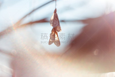 枫树,种子,特写,枫树的翅果,直升机,镜头眩光,天空,十月,复古风格,干花