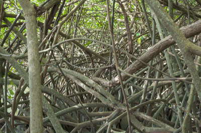 红树,缠结的,自然,水,水平画幅,根部,无人,拉丁美洲,植物,环境