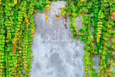 植物,绿色,背景,混凝土墙,褐色,水平画幅,砖墙,古老的,夏天,户外