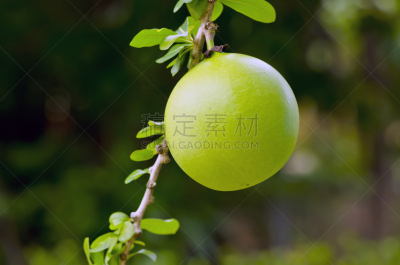 水果,葫芦,炮弹果属,水平画幅,热带气候,无人,枝,热带树,摄影,树