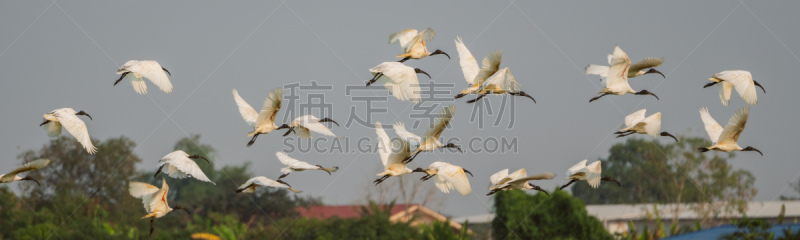 羊群,黑头白鹮,动物主题,食物链,自由,热带气候,野生动物,环境,泰国,翅膀