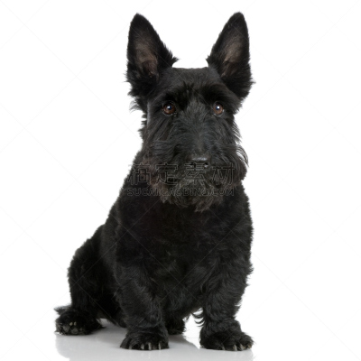 苏格兰粗毛猎狐犬,数字9,注视镜头,梗犬,哺乳纲,看,彩色图片,多毛的,坐,凝视