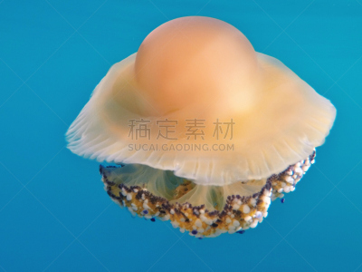 地中海,水母,煎蛋,水平画幅,无人,水下,野外动物,特写,动物主题,触须