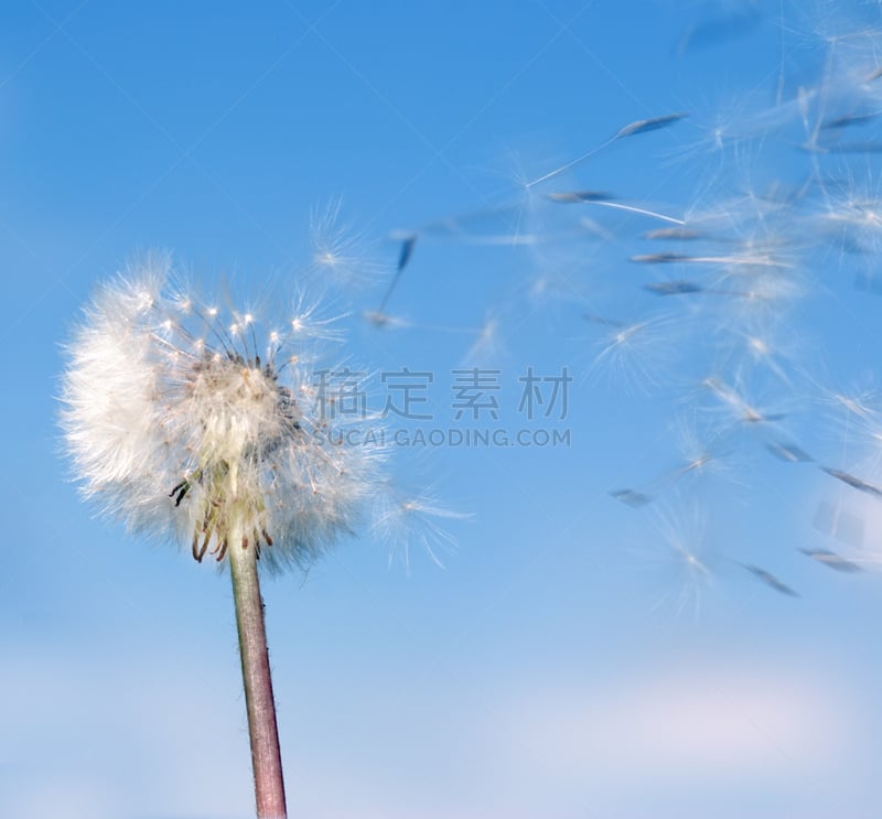 风,蒲公英,蒲公英种子,天空,水平画幅,无人,夏天,特写,自由,毛绒绒