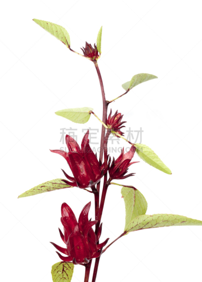 分离着色,玫瑰茄,自然,垂直画幅,素食,水果,酸味,维生素,背景分离,特写