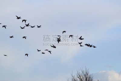黑雁,一群鸟,鸟类,冬天,黑色,浅腹黑雁,动物迁徙,雁属,野生动物,云