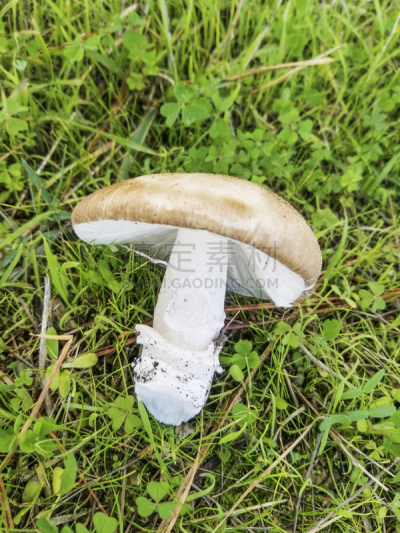 腮红,蘑菇,鸭舌帽,人造的,美洲豹,加利西亚,自然,垂直画幅,图像,瓢蕈