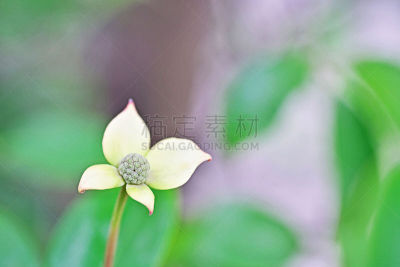 山茱萸,白色,粉色,冬天,图像,二月,叶子,无人,神奈川县,植物