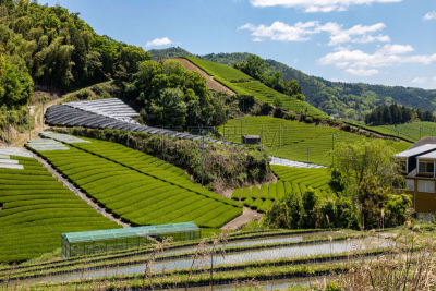日本,京都府,茶树,地形,拼块地形,户外,春天,绿色,自然美,传统