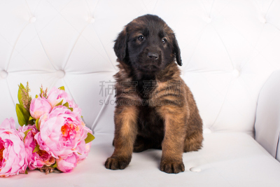 兰伯格犬,小狗,沙发,白色,机敏,褐色,水平画幅,无人,草,猎犬