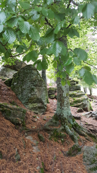 Árboles y rocas cubiertos de musgo