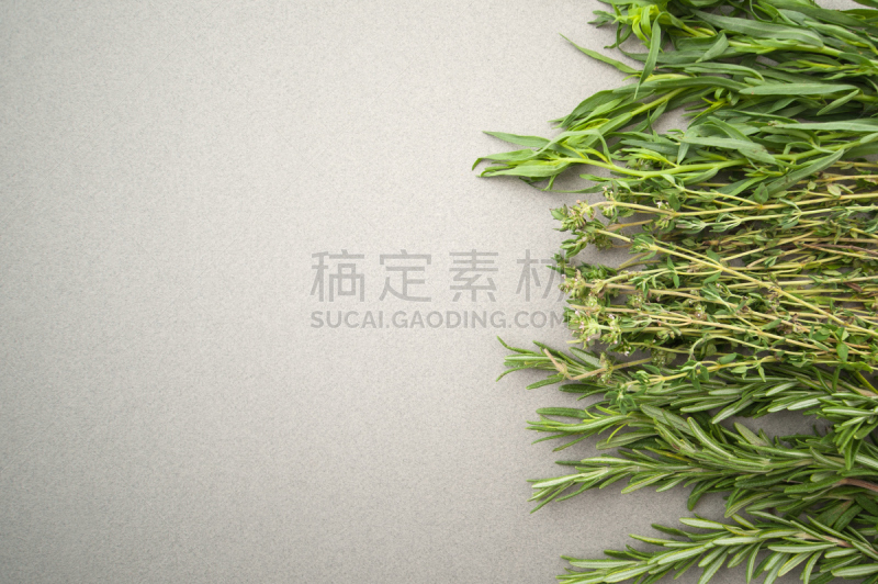 Fresh spicy herbs on a gray pastel background.